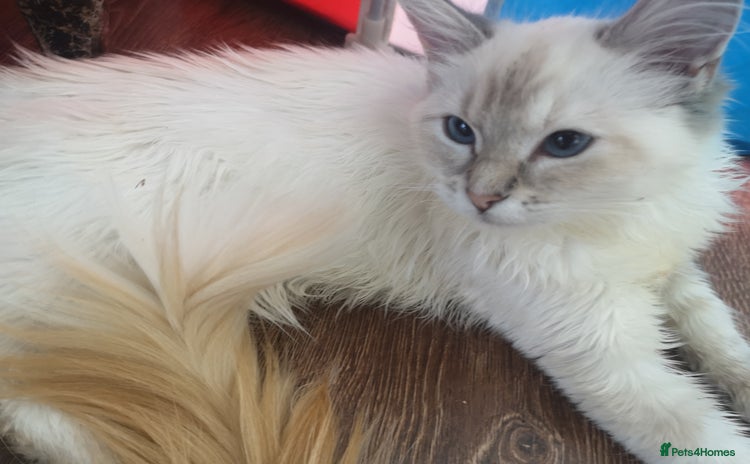 Ragdoll cats - Advert 2