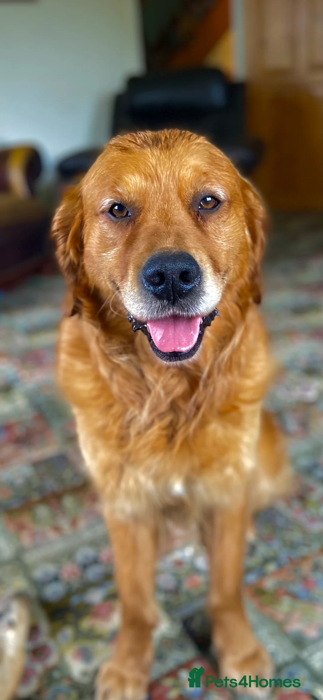 Golden Retriever dogs for stud: Rufus Golden Retriever Stud in Church Stretton - Advert 11