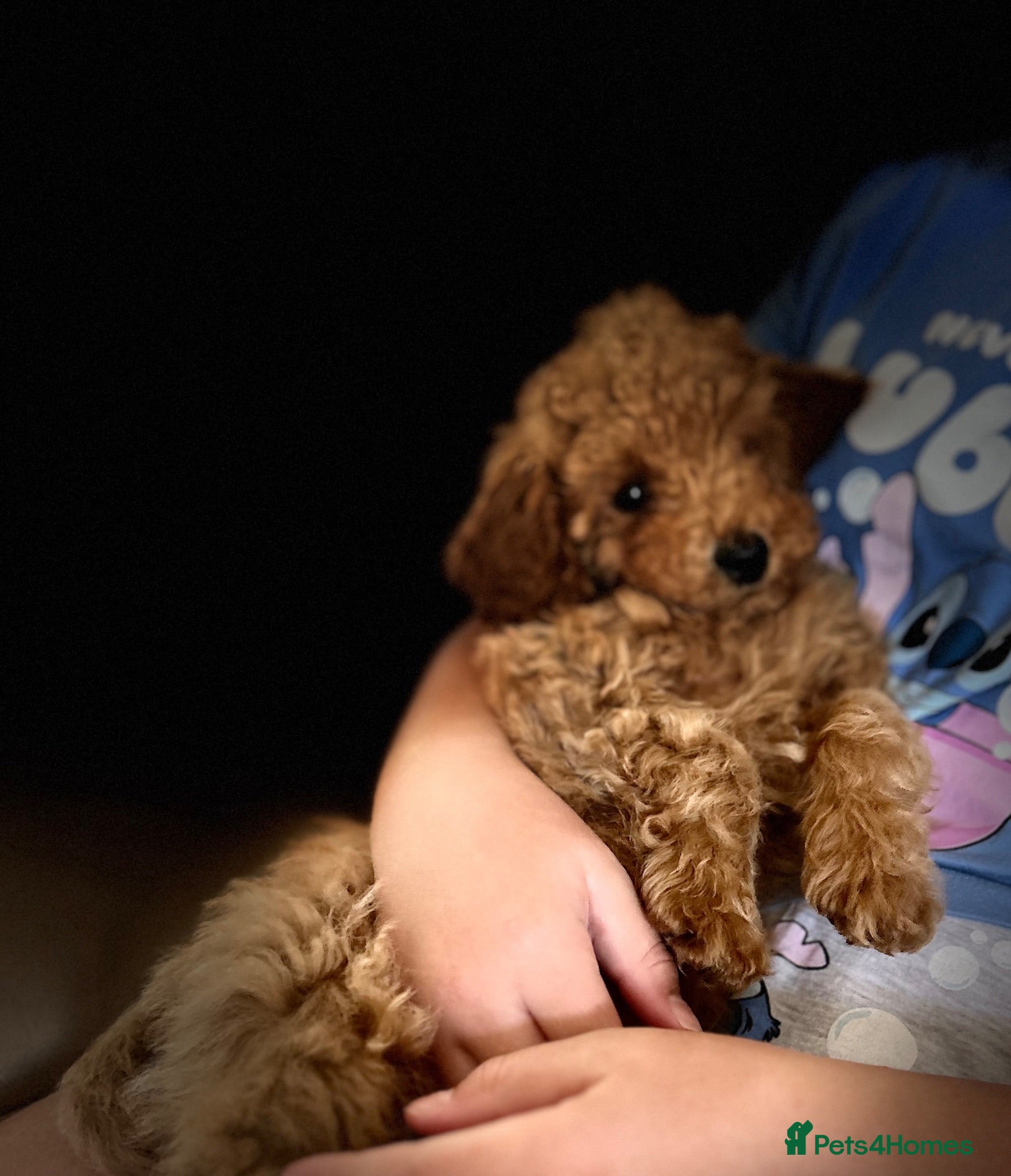Maltipoo dogs Quality Maltipo’s ready to leave 1 boy available - Advert 18