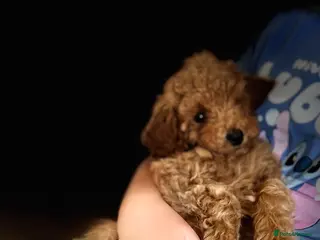Maltipoo dogs Quality Maltipo’s ready to leave 1 boy available - Advert 18