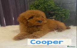 Miniature Poodle dogs for sale: Gorgeous Red Minature Poodles Puppies  - Image 18