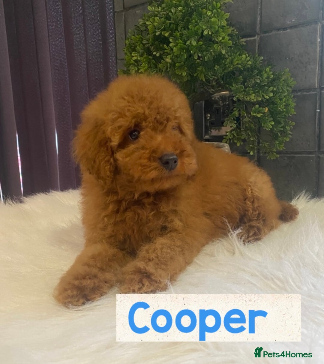Miniature Poodle dogs for sale: Gorgeous Red Minature Poodles Puppies  - Image 18