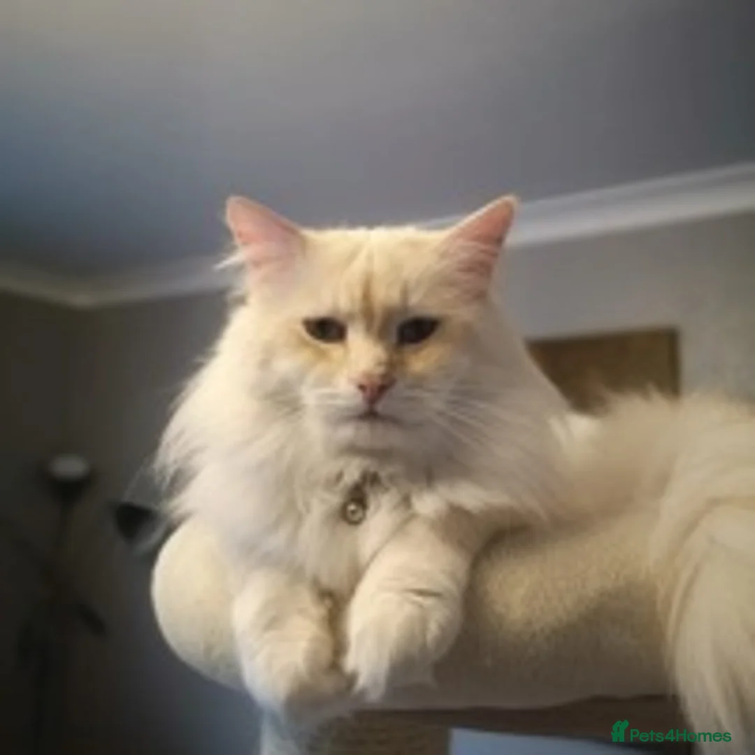 Siberian cats for stud: Siberian Neva Masquerade Available For Stud in Leeds - Advert 7