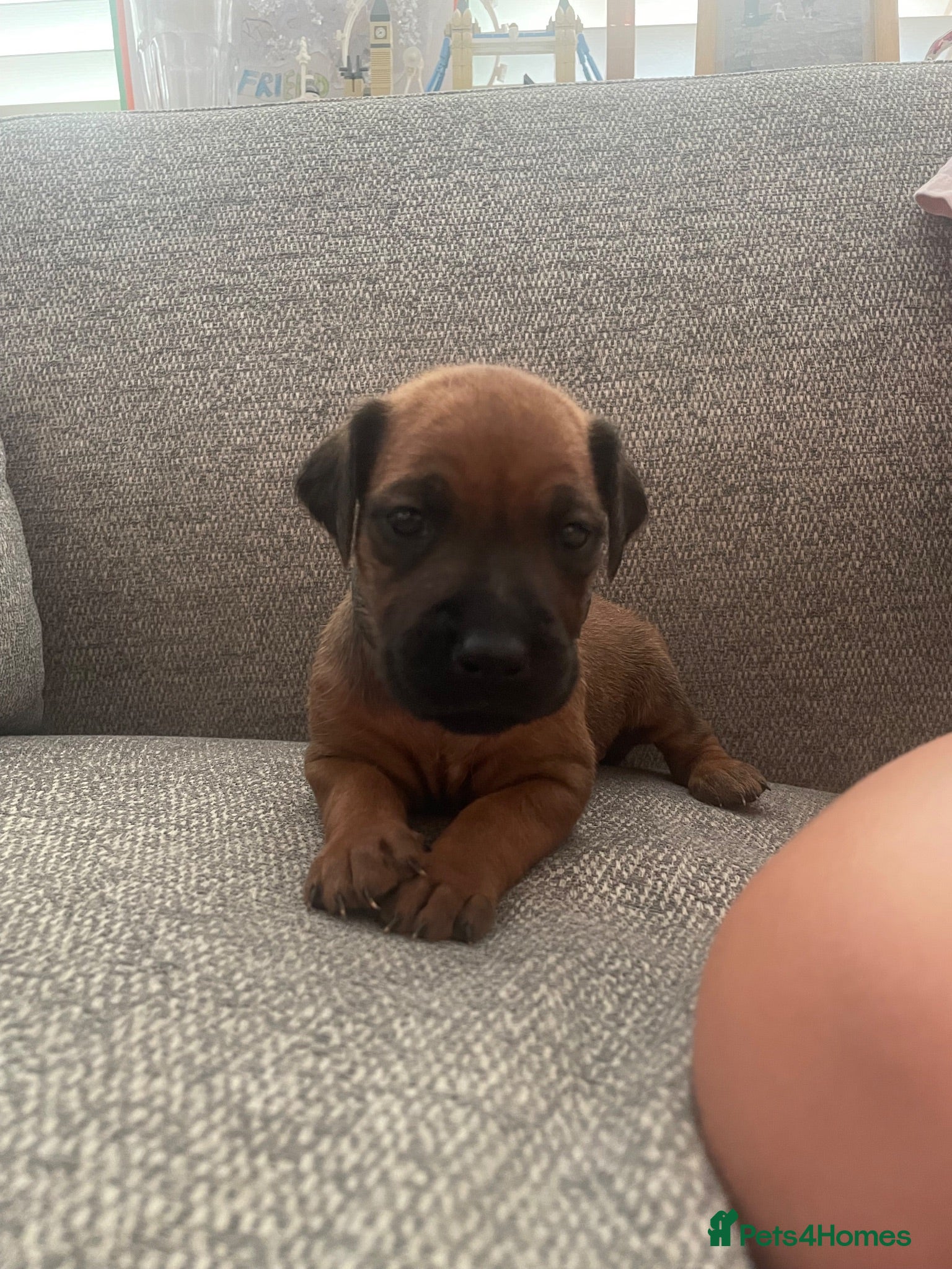 Rhodesian Ridgeback dogs European Champion Pedigree KC  - Advert 2