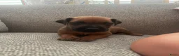 Rhodesian Ridgeback dogs for sale: European Champion Pedigree KC  - Advert 6