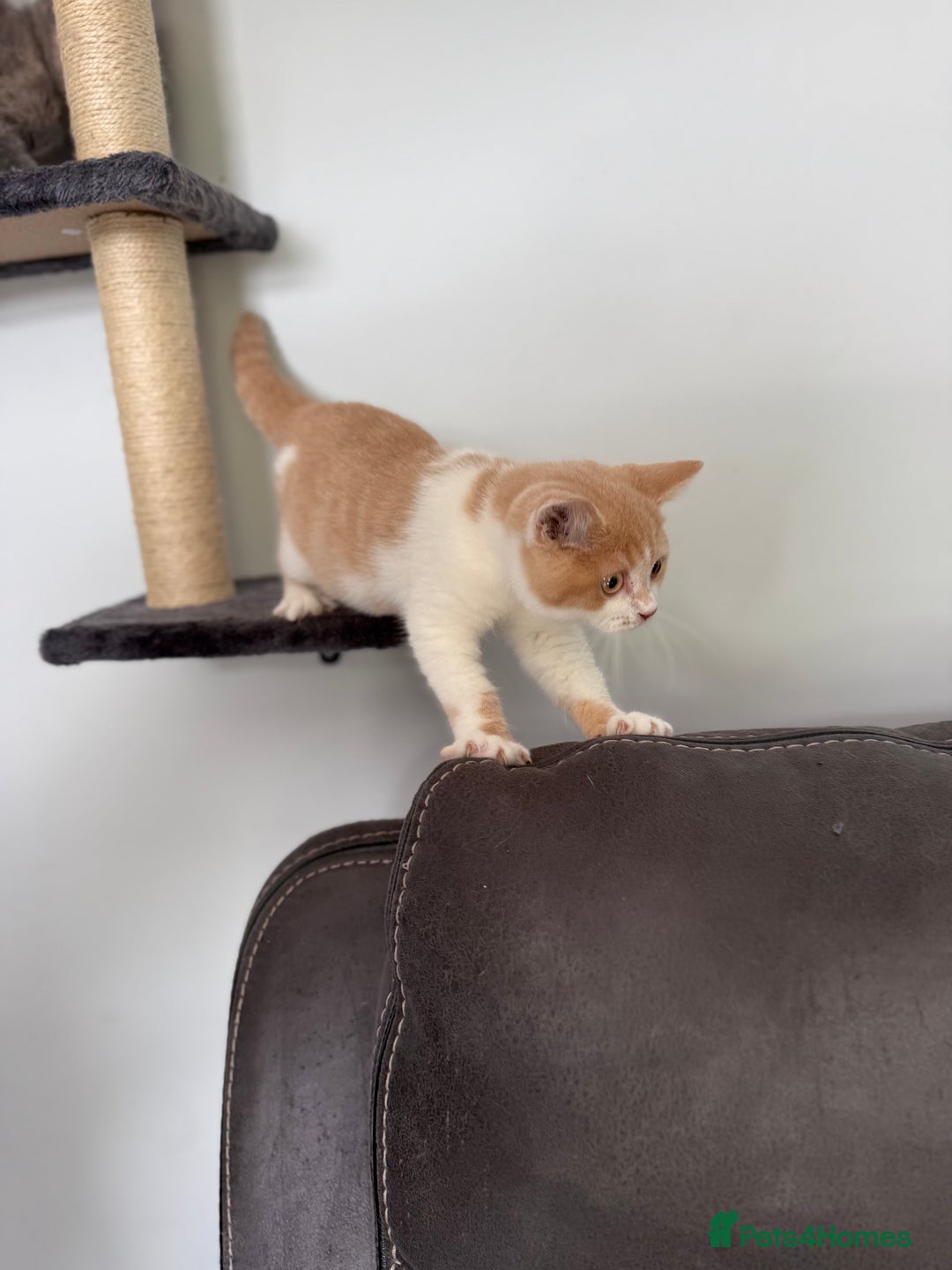 British Shorthair cats for sale: Top quality GCCF reg BSH grand champion lines - Image 28