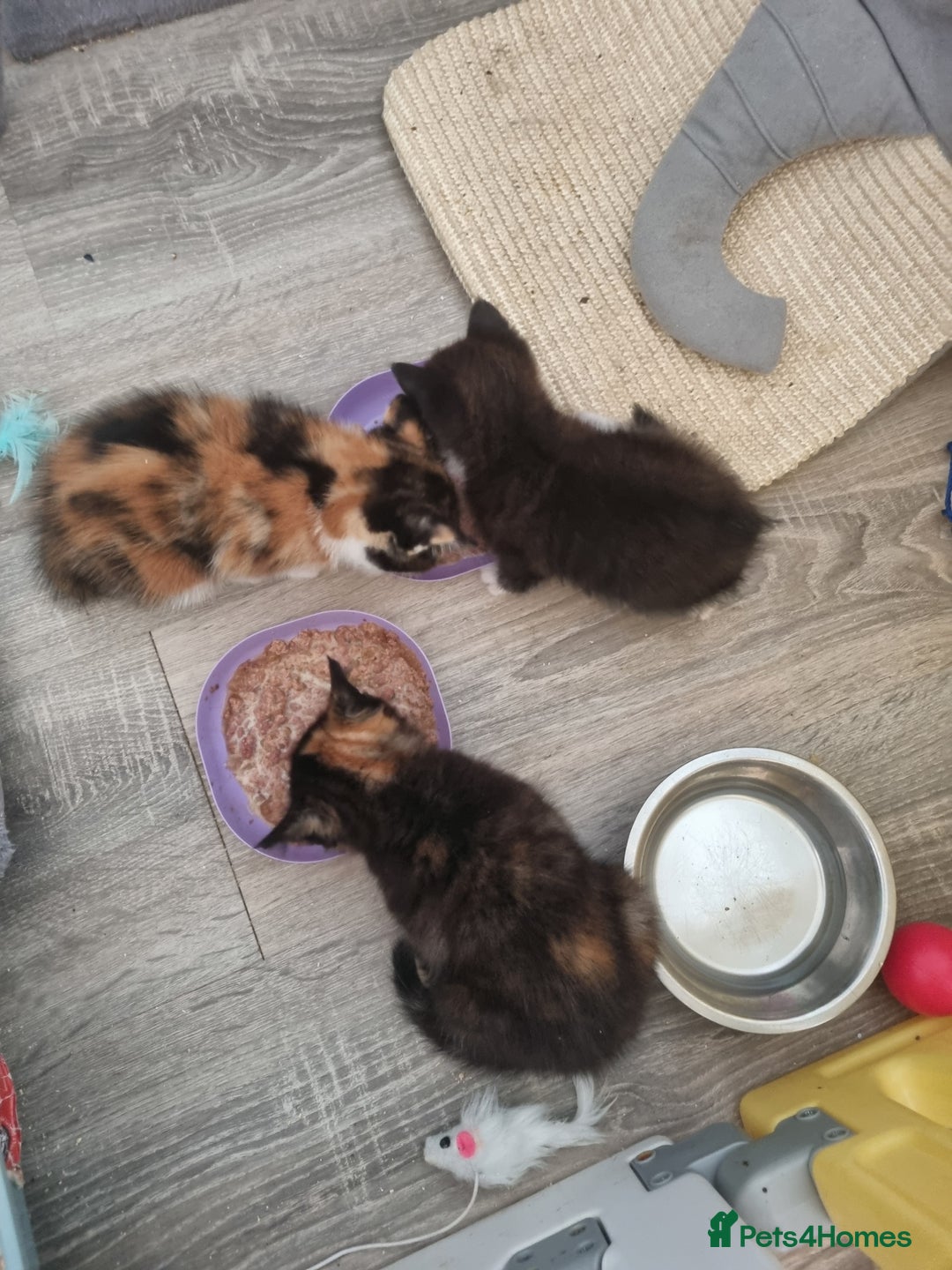Mixed Breed cats for sale: Kittens - Image 10