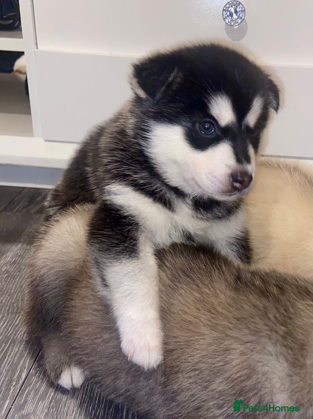 Huskita dogs for sale: huskeys  - Advert 8