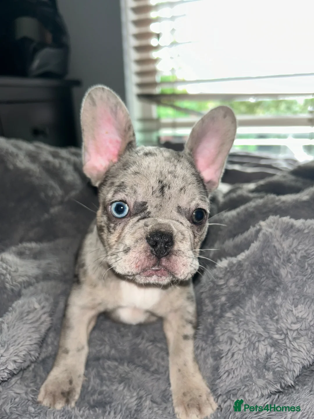 French Bulldog dogs for sale: Frenchie puppies available - Advert 1