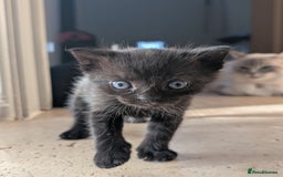 Ragdoll cats for sale: Tabby or black Ragdoll x kittens - Image 12