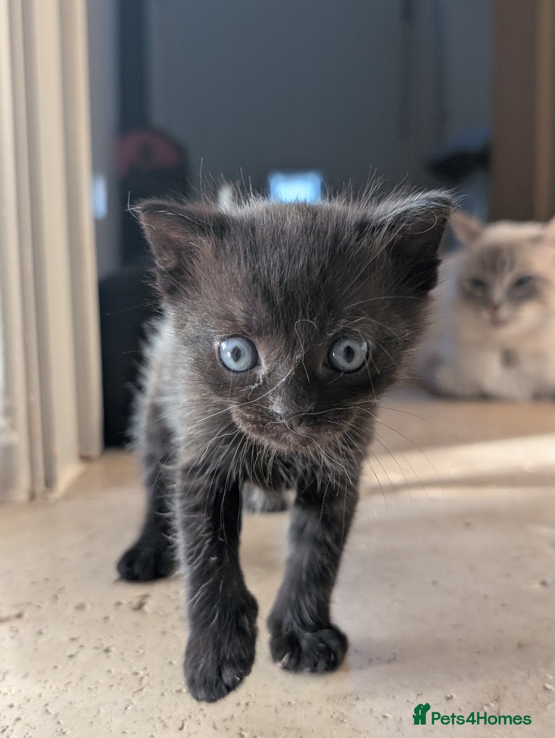 Ragdoll cats for sale: Tabby or black Ragdoll x kittens - Image 12