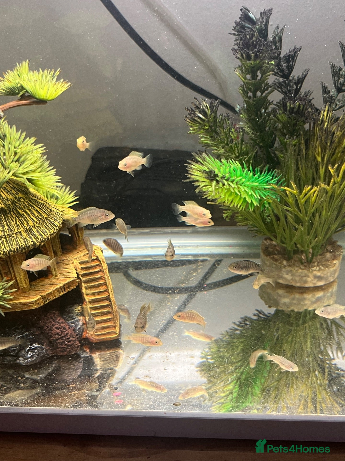 Cichlids fish African cichlids - Advert 17
