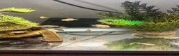 Cichlids fish for sale: African cichlids - Advert 1