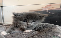 Maine Coon cats for sale: 3 maine coon cross kittens  - Image 15