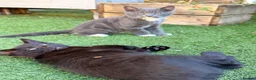 Mixed Breed cats for sale: 2 beautiful girls and 2 boys for sale - Advert 4
