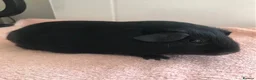 Guinea Pig rodents for sale: Black Otter Boar and Sow  - Advert 5