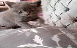 British Shorthair cats for sale: Beautiful British shorthair kittens 90£ for two in West Drayton - Image 3