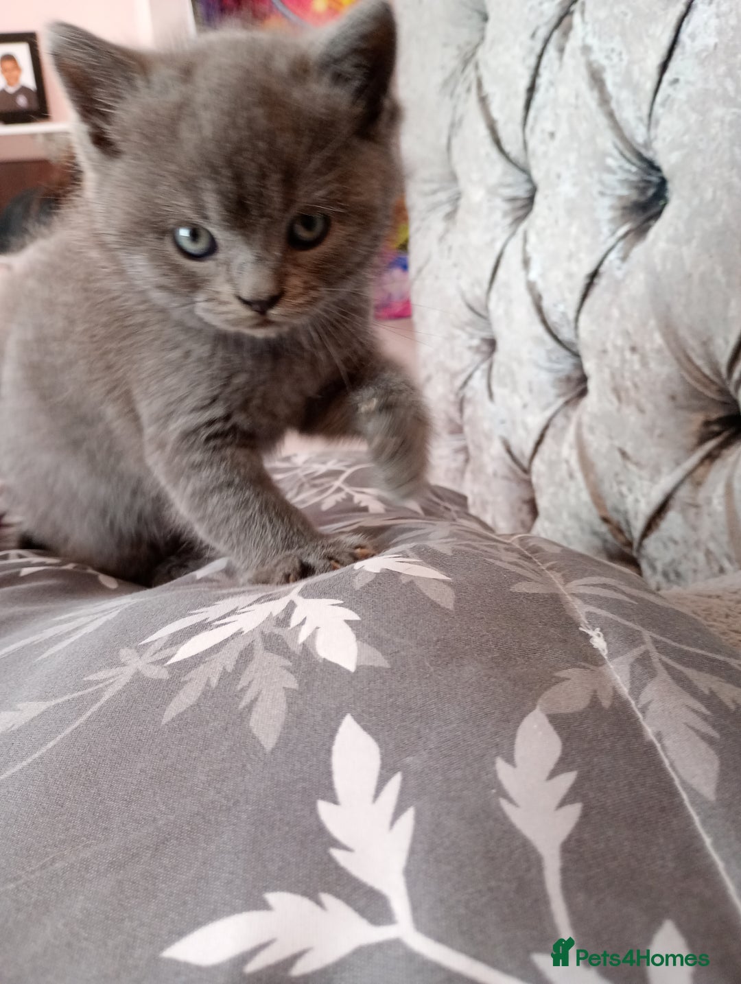 British Shorthair cats for sale: Beautiful British shorthair kittens 90£ for two in West Drayton - Image 3