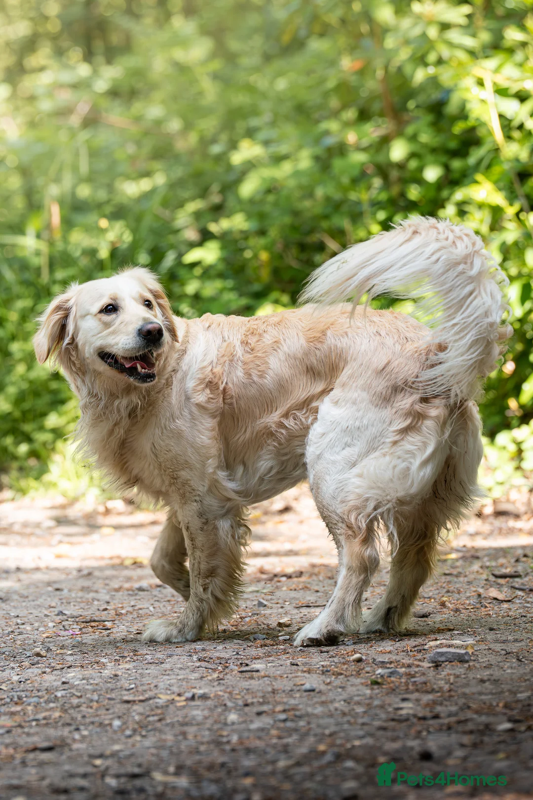 Golden Retriever dogs for sale: KC Golden Retriever puppies for sale - Advert 2