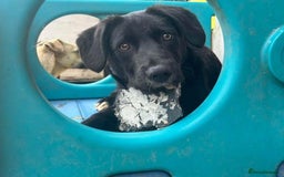Mixed Breed dogs for adoption: Barney - Norwich norfolk  - Image 31