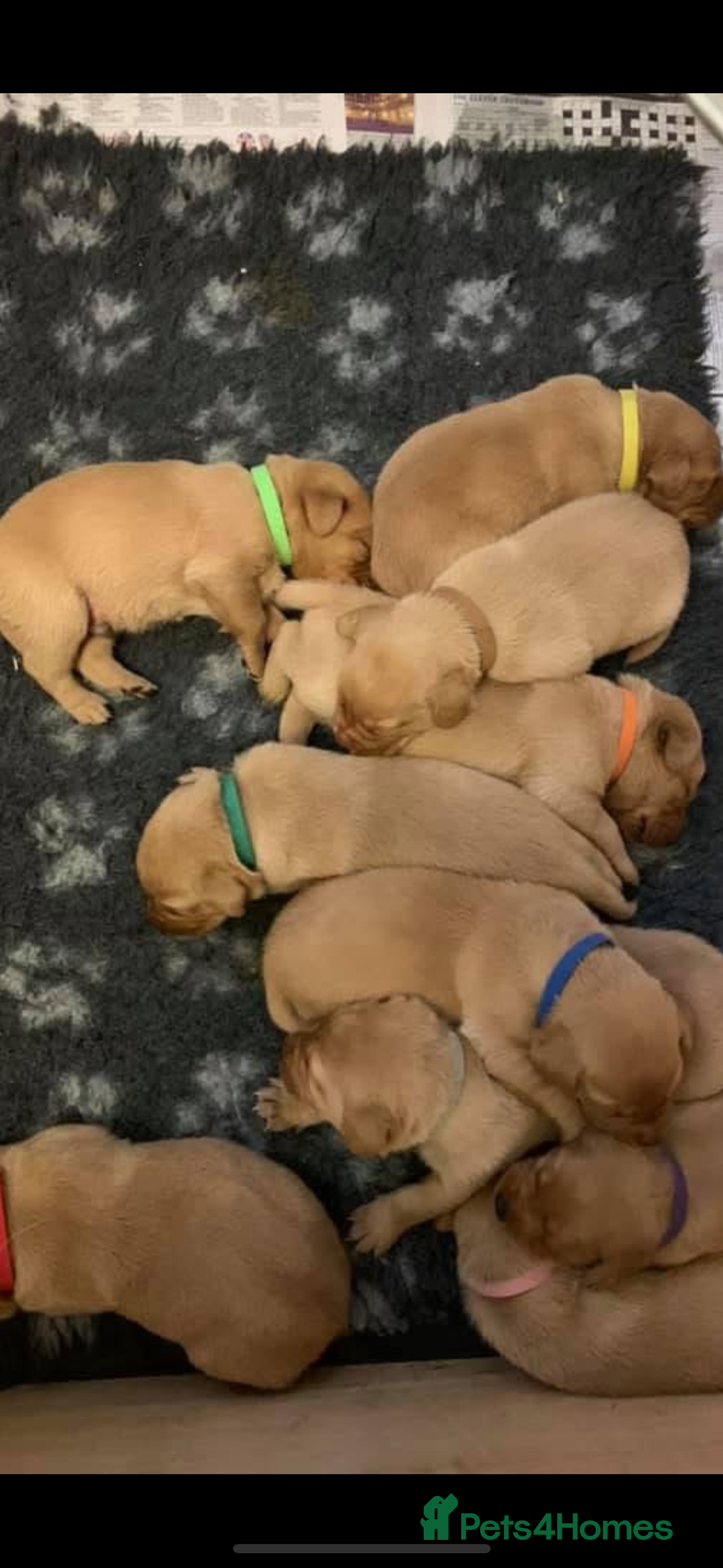 Labrador Retriever dogs for sale: Most Beautiful litter of KC Reg Fox Labradors - Advert 12