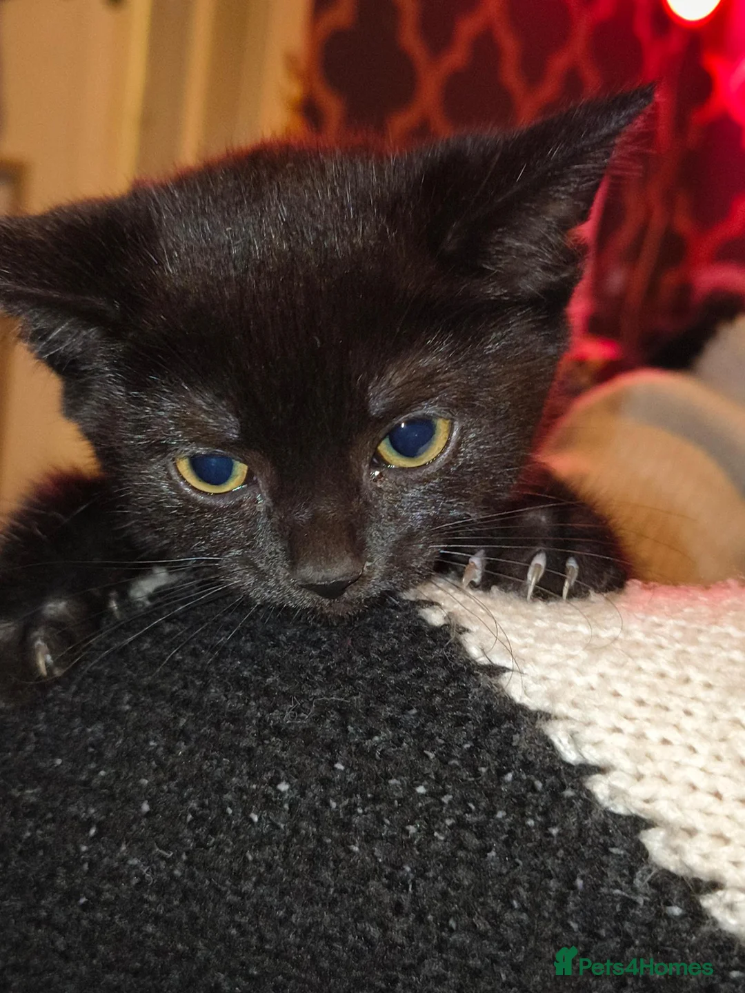Mixed Breed cats for sale: 1 female kitten - Advert 2