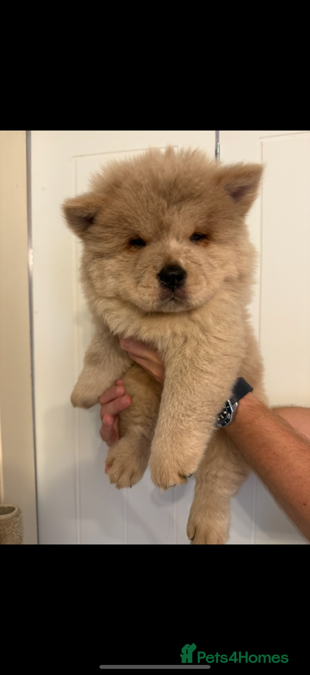 Chow Chow dogs for sale: 2 Beautiful Male Chow Chow Puppies for sale  - Image 2