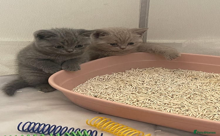 British Shorthair cats - Advert 13