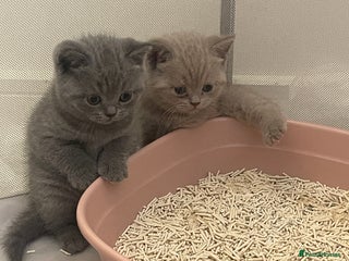 British Shorthair cats - Advert 33