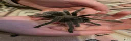 Tarantulas invertebrates for sale: Tarantulas for sale  - Advert 9