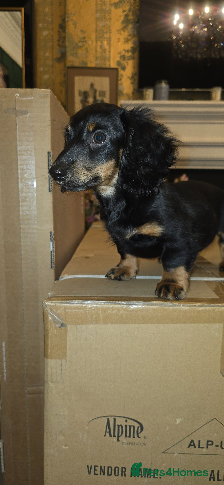 Miniature Dachshund dogs PRICEDROP Miniature Dashound 5 STAR  - Advert 18