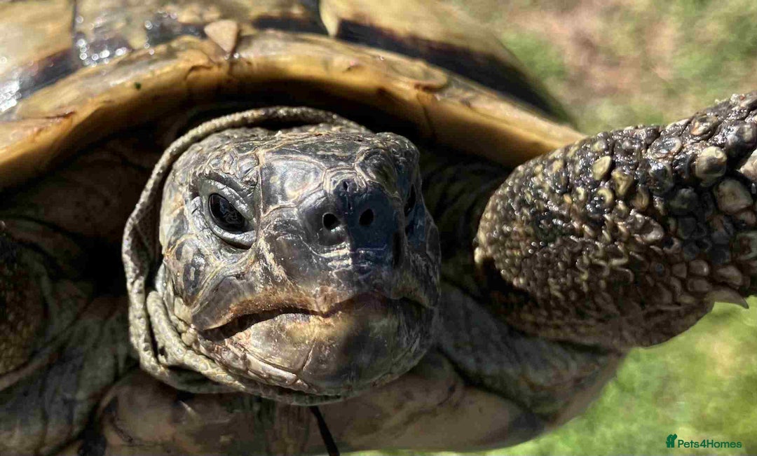 Hermann Tortoise reptiles for sale: 19 year old Hermann Tortoise called Victor - Image 1