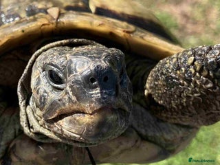 Hermann Tortoise reptiles - Advert 5