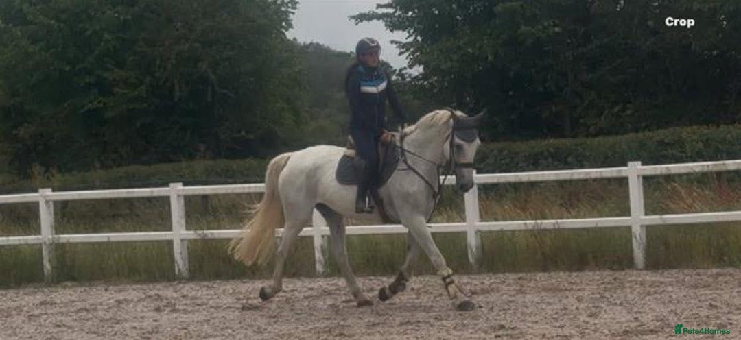 Belgian Warmblood horses for sale: Wow !! What a mare she is !!  - Image 1