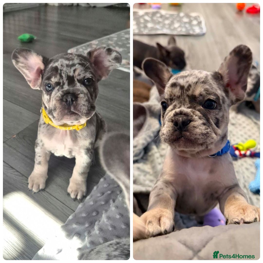 French Bulldog dogs Reduced 1 Girl 1 boy for their forever homes. - Advert 1