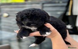 Bernedoodle dogs for sale: 🐾🐶 Stunning chunky bernedoodle babies 🐶🐾 - Image 5