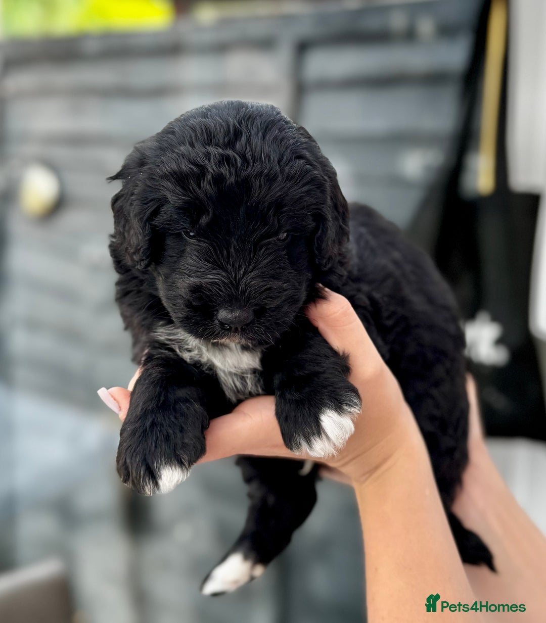 Bernedoodle dogs for sale: 🐾🐶 Stunning chunky bernedoodle babies 🐶🐾 - Image 5