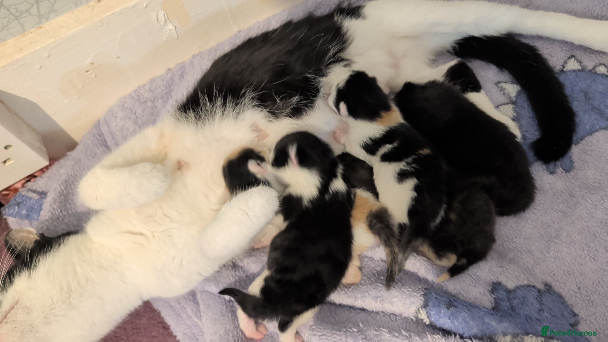 Mixed Breed cats Kittens looking for a forever home - Advert 8