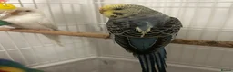 Budgerigars birds for sale: Female budgie in Nottingham - Advert 7
