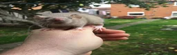 Rat rodents for sale: Rats various breeds male and female in Corby - Advert 23
