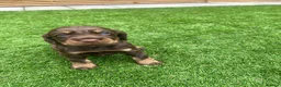 Cocker Spaniel dogs for sale: Working cocker spaniel pups  in Stockton-on-Tees - Advert 8