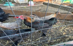 Chickens poultry for sale: French copper maran - Image 3
