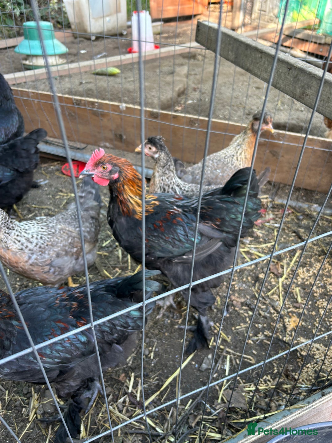 Chickens poultry for sale: French copper maran - Image 3