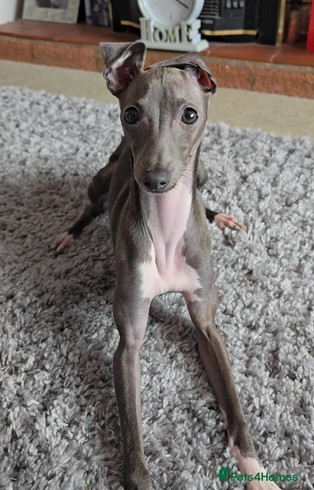 Italian Greyhound dogs for sale: Italian Greyhound - 8 Months Old  - Advert 1
