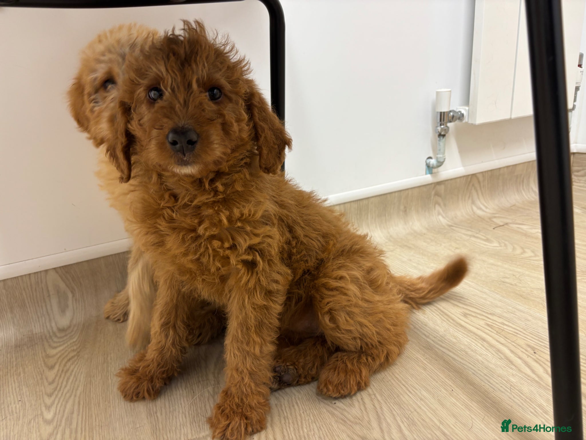 Labradoodle dogs Just One Left & Ready To Leave Now  - Advert 5