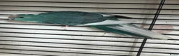 Parakeets birds for sale: Blue pied kakariki hen bird - Advert 3