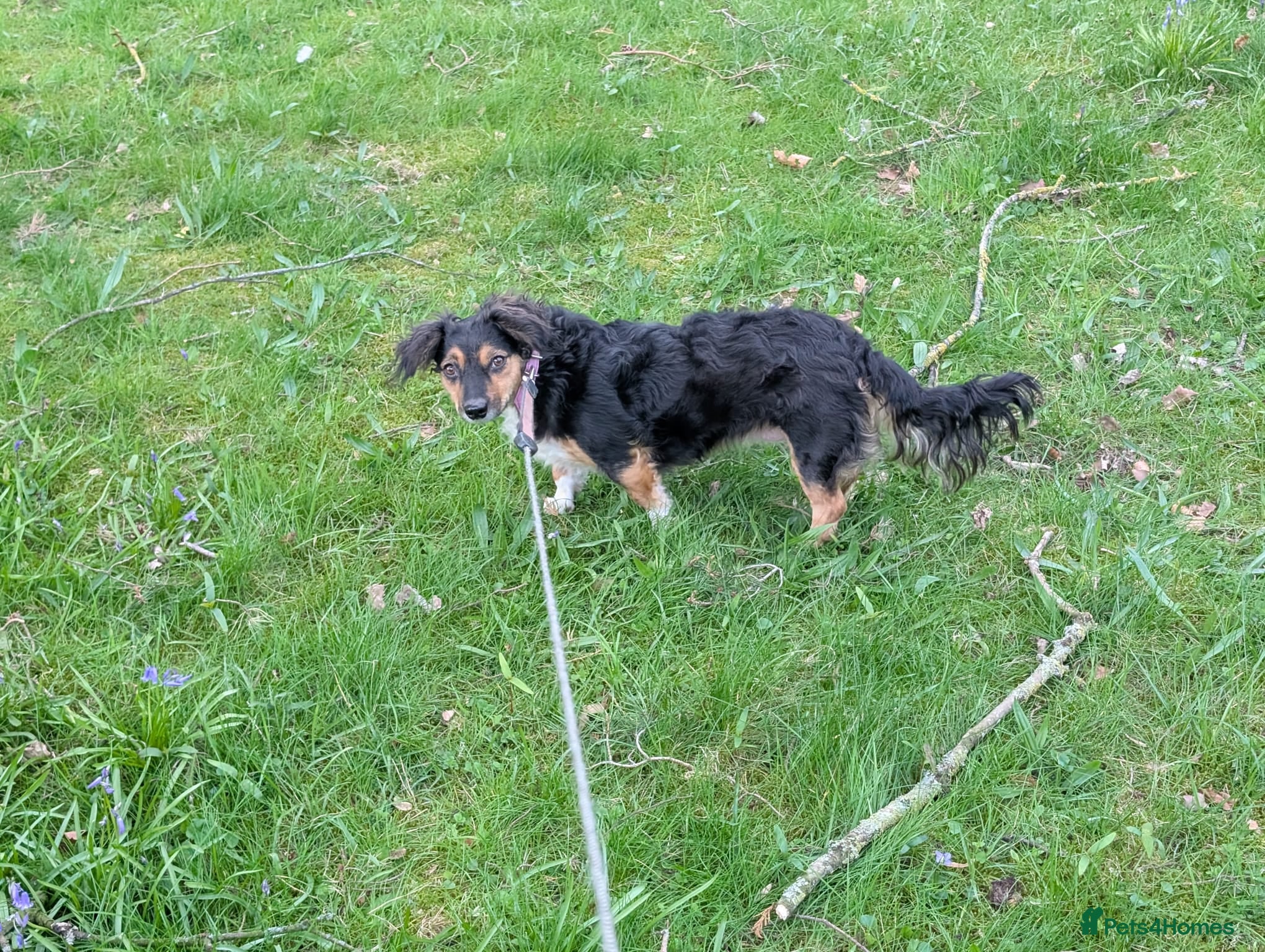 Mixed Breed dogs Sweet KATIA needs a new Loving HOME - Advert 2