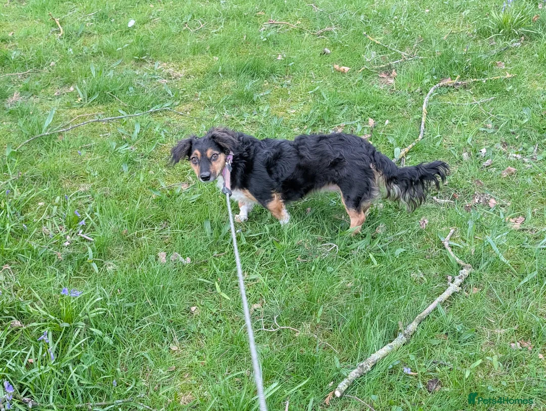 Mixed Breed dogs for adoption: Sweet KATIA needs a new Loving HOME in Nottingham - Advert 2