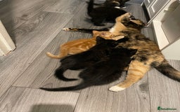Mixed Breed cats for sale: 5 Kittens for sale  - Image 31