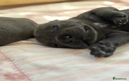 Staffordshire Bull Terrier dogs for sale: KC Registered Blue Staffordshire bull terrier - Image 17